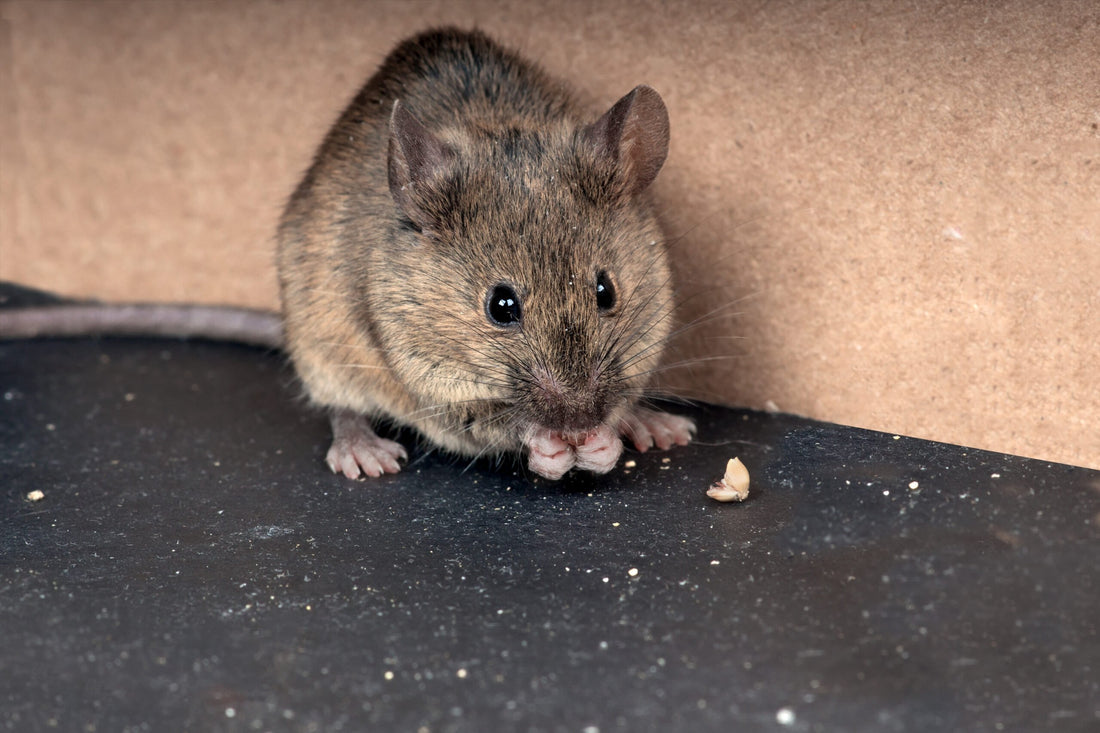 How to Keep Mice Out of Your Camper